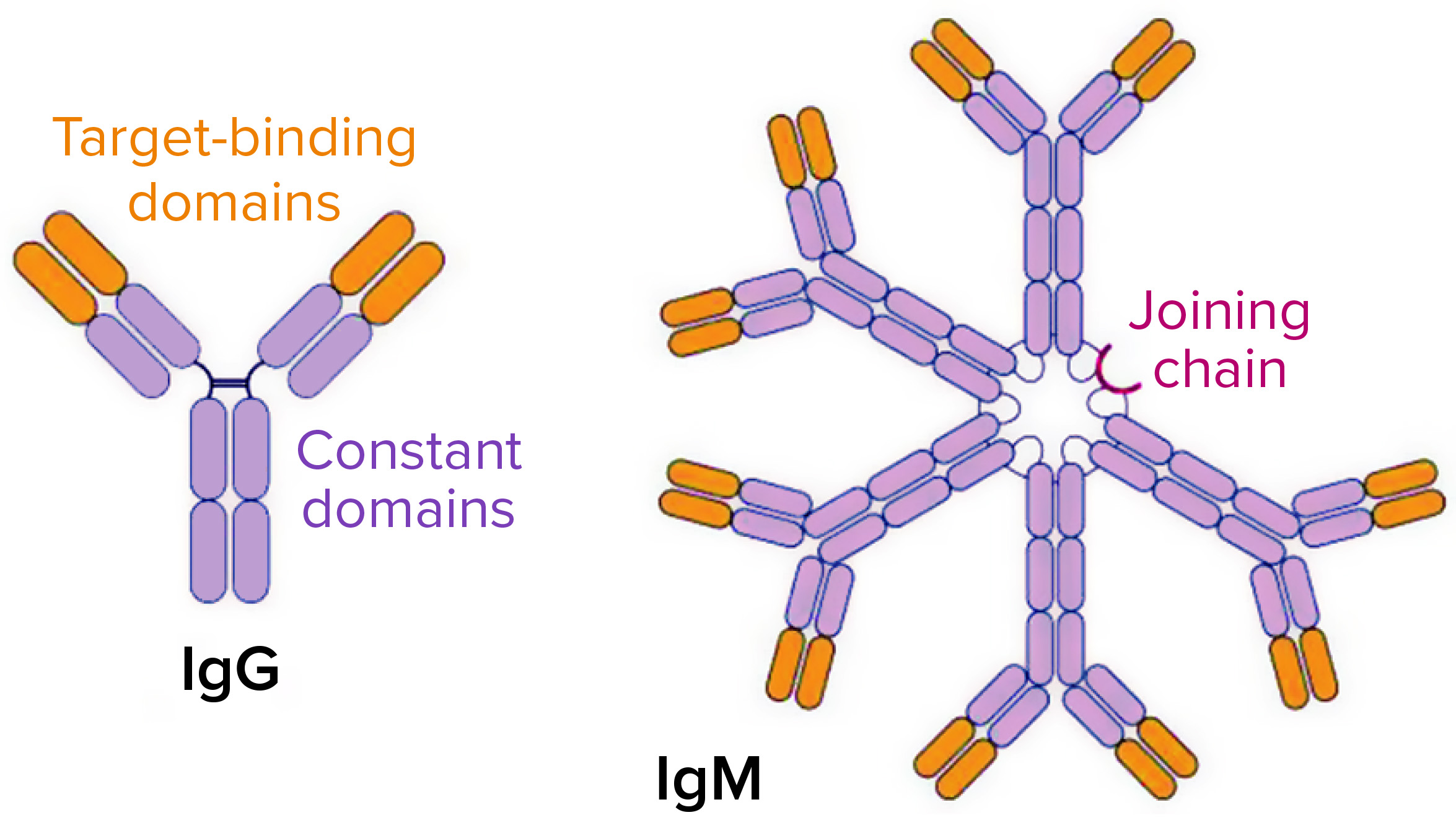 表达IgM抗体的细胞系开发- BioProcess International